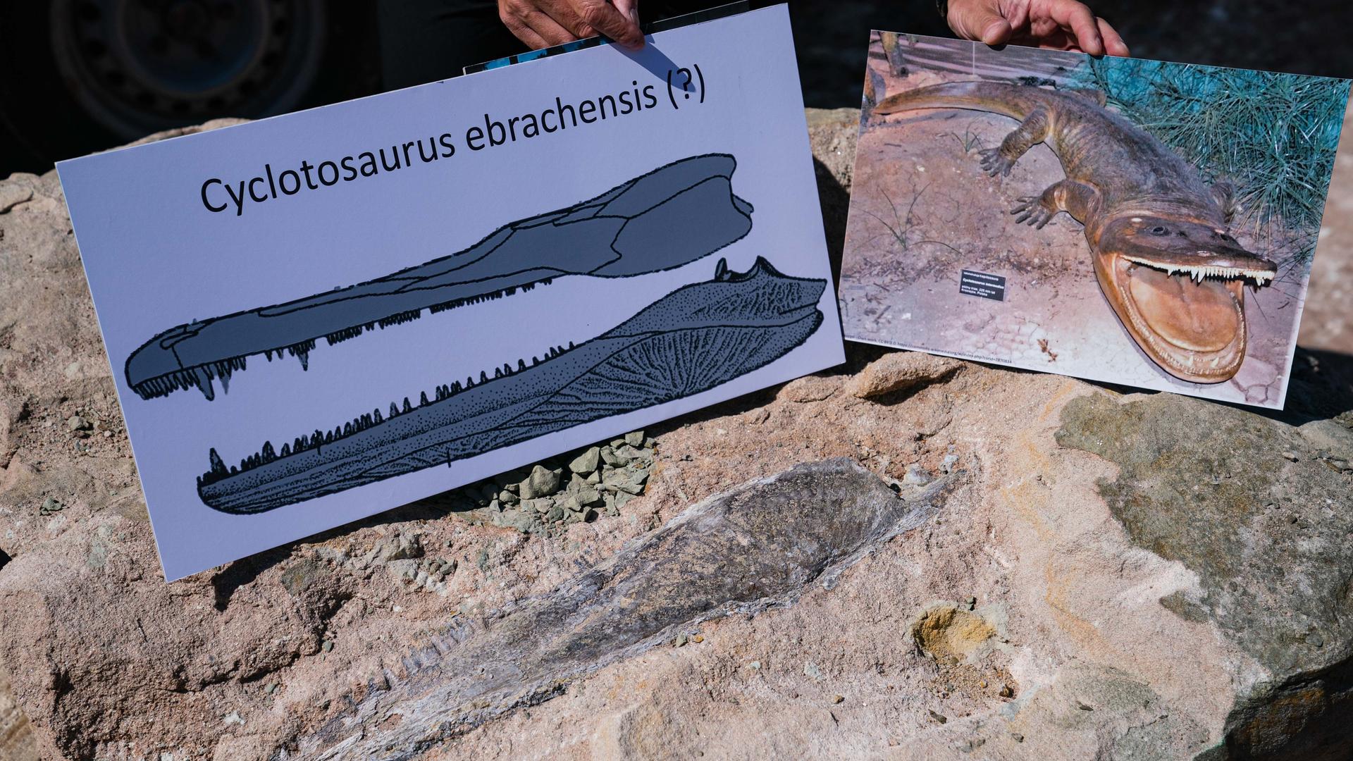 Der Leiter der Abteilung Geologischer Dienst des Landesamtes für Umwelt (LfU) Hof, Roland Eichhorn, präsentiert eine Grafik eines Cyclotosaurus neben dem auf dem Felsbrocken erkennbaren, gefundenen Unterkieferkochen eines Cyclotosaurus. Der Leiter der Abteilung Geologischer Dienst des Landesamtes für Umwelt (LfU) Hof, Roland Eichhorn, präsentiert eine Grafik eines Cyclotosaurus neben dem auf dem Felsbrocken erkennbaren, gefundenen Unterkieferkochen eines Cyclotosaurus.