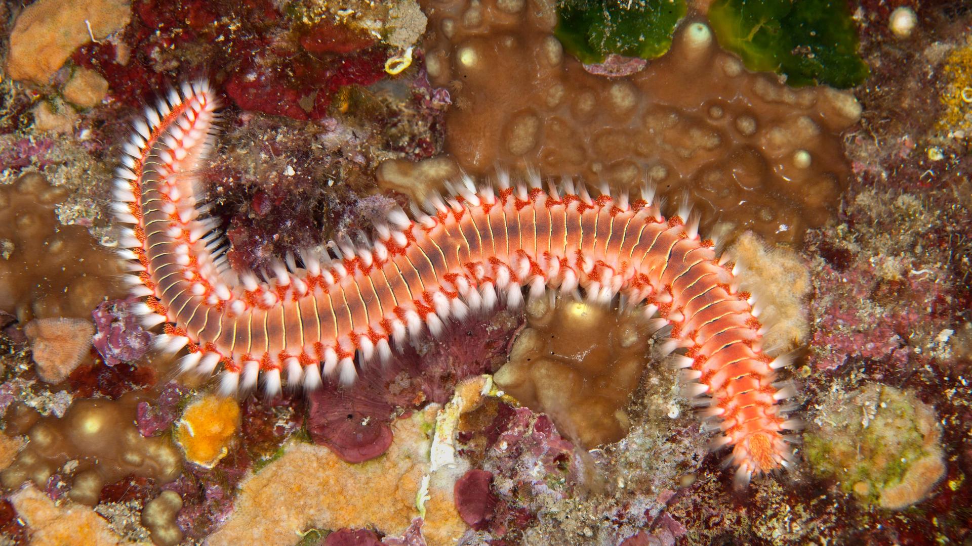 Ein roter Feuerwurm, Hermodice carunculata, schlängelt sich auf dem Meeresboden.