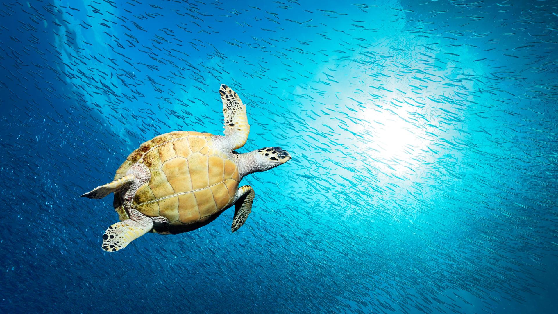 Eine echte Karettschildkröte (Eretmochelys imbricata) schwimmt im Gegenlicht der Sonne durch einen Fischschwarm im Pazifik.