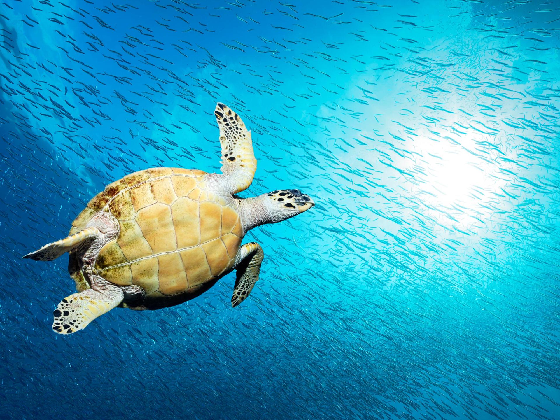 Eine echte Karettschildkröte (Eretmochelys imbricata) schwimmt im Gegenlicht der Sonne durch einen Fischschwarm im Pazifik.