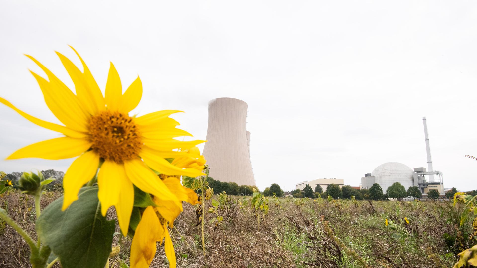 Sonnenblumen wachsen am Atomkraftwerk Grohnde.