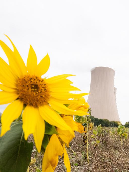 Sonnenblumen wachsen am Atomkraftwerk Grohnde.
