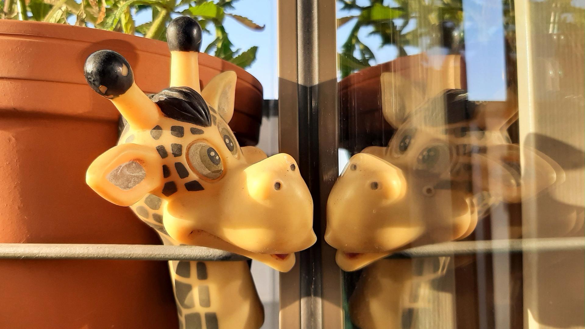 Kunststoff-Giraffenkopf spiegelt sich in Fensterscheibe. 