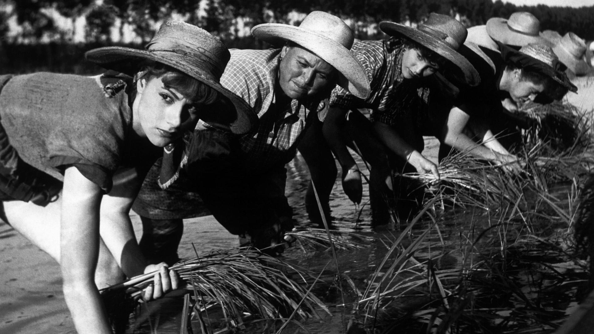 Landarbeiterinnen auf den Reisfeldern in der Poebene in Piemont in dem Film "Bitterer Reis" (Riso Amaro) von Giuseppe De Santis von 1949.