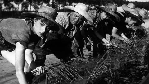 Landarbeiterinnen auf den Reisfeldern in der Poebene in Piemont in dem Film "Bitterer Reis" (Riso Amaro) von Giuseppe De Santis von 1949.