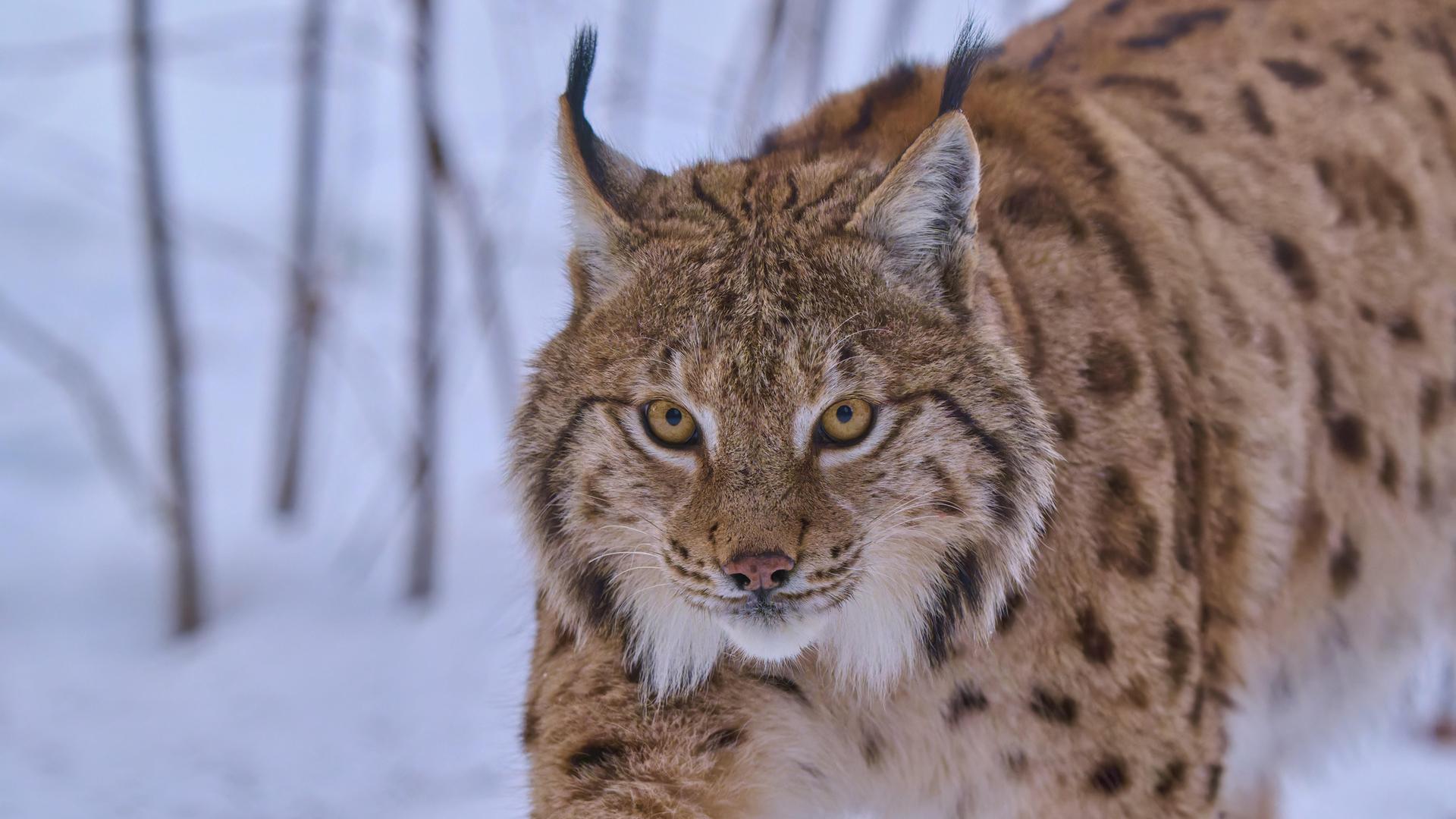 Ein Luchs im Winterwald beobachtet aufmerksam seine Umgebung im Schnee