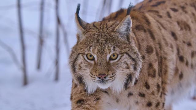 Ein Luchs im Winterwald beobachtet aufmerksam seine Umgebung im Schnee