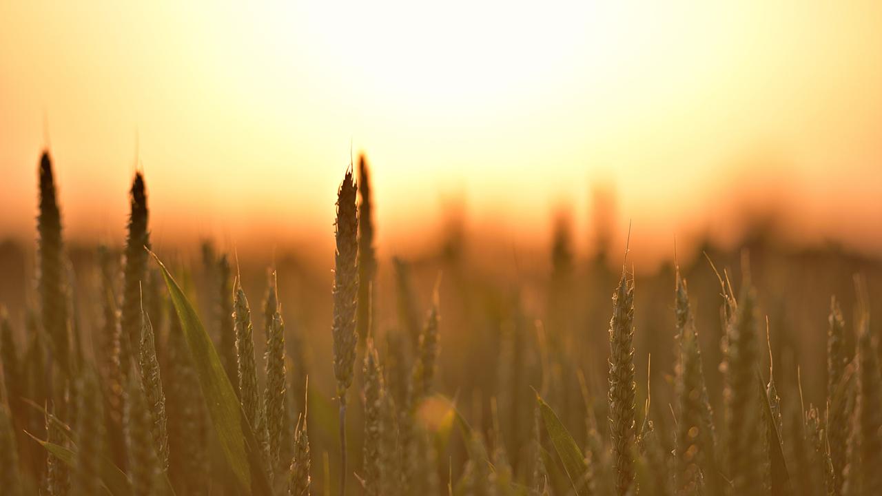 Getreide vor der untergehenden Sonne