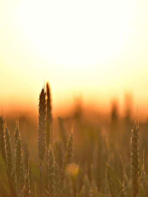 Getreide vor der untergehenden Sonne