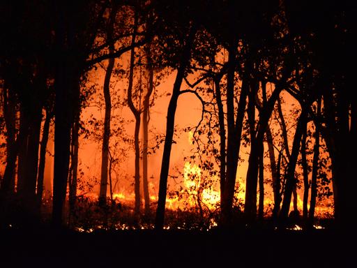 Ein Wald brennt