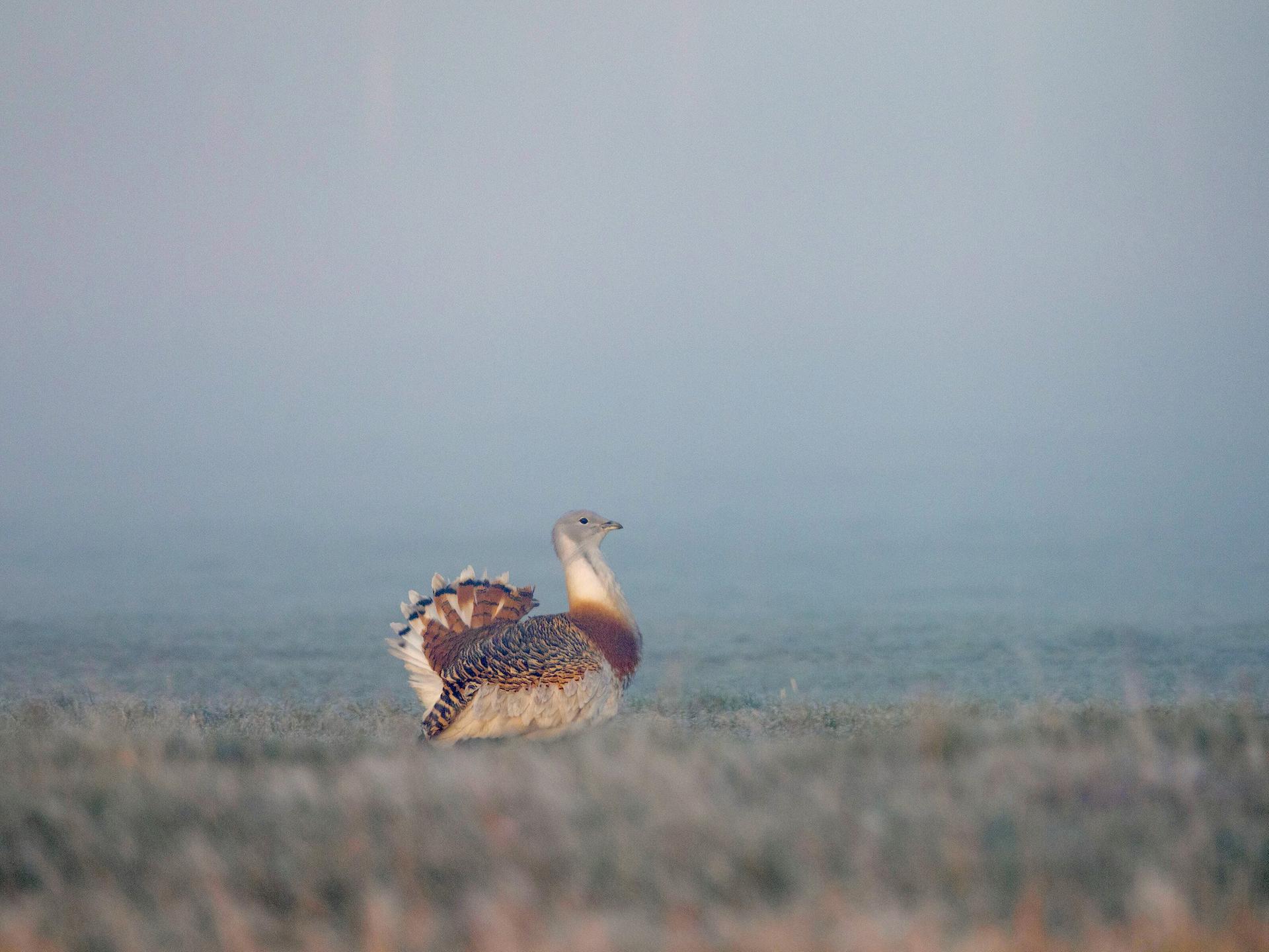 Eine Großtrappen im dichten Nebel 