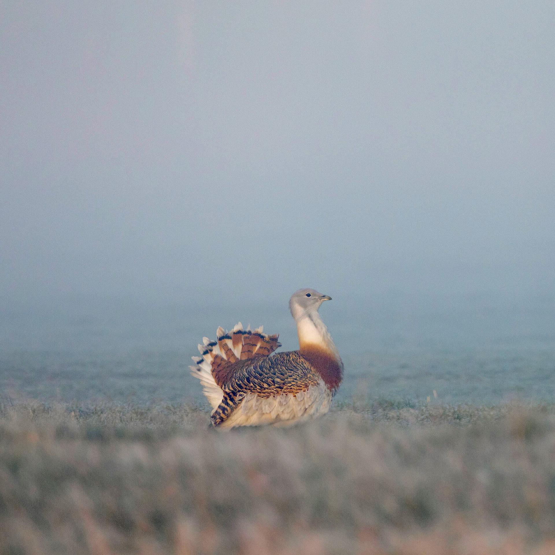 Fan der Wildnis - Paul Wernicke folgt dem Ruf der Vögel