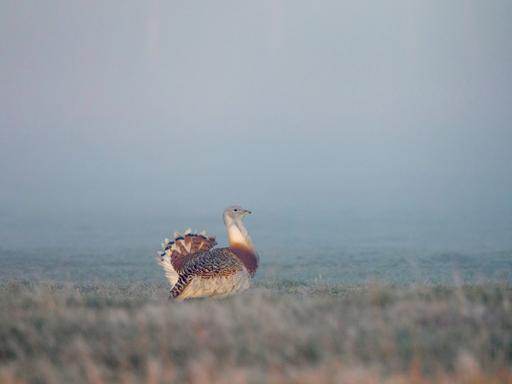 Eine Großtrappen im dichten Nebel 