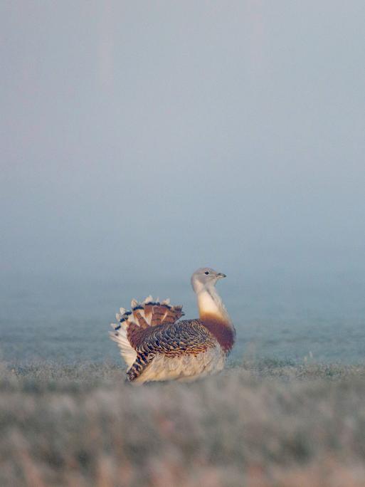 Eine Großtrappen im dichten Nebel 