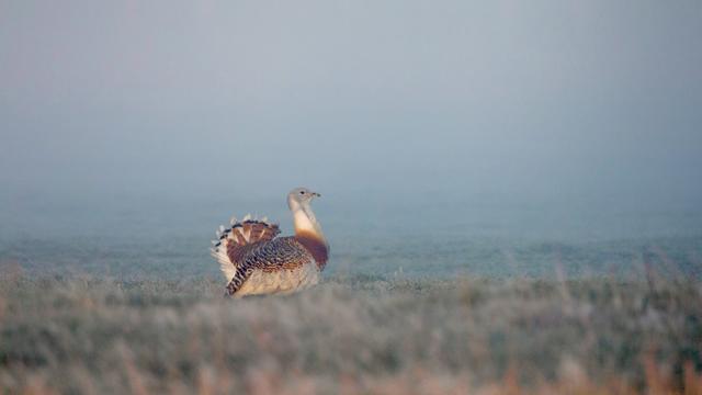 Eine Großtrappen im dichten Nebel 