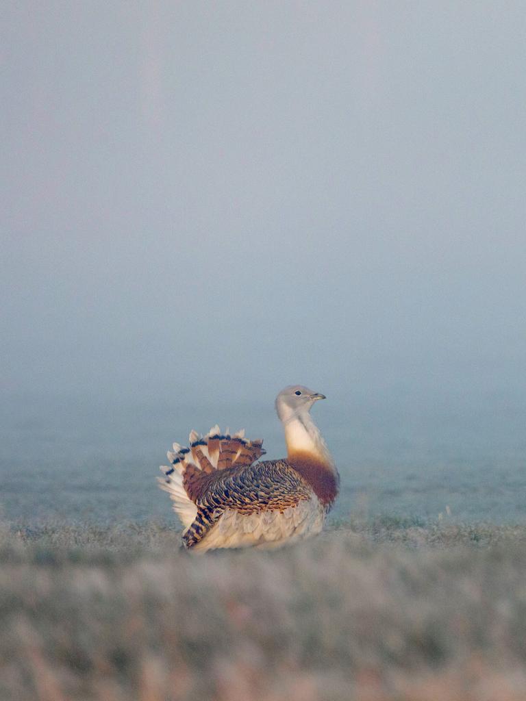 Eine Großtrappen im dichten Nebel 