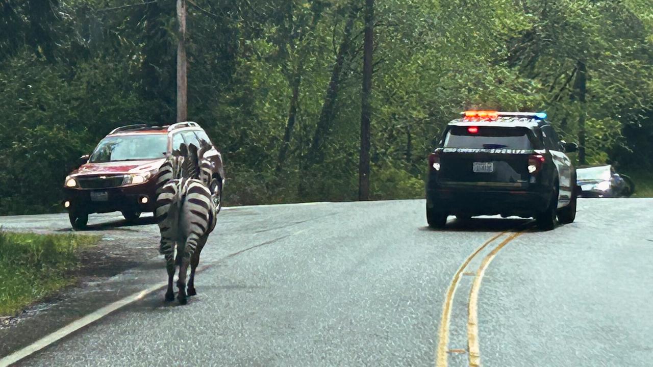 Eine Zebra läuft hinter einem Polizeiauto auf einer Straße