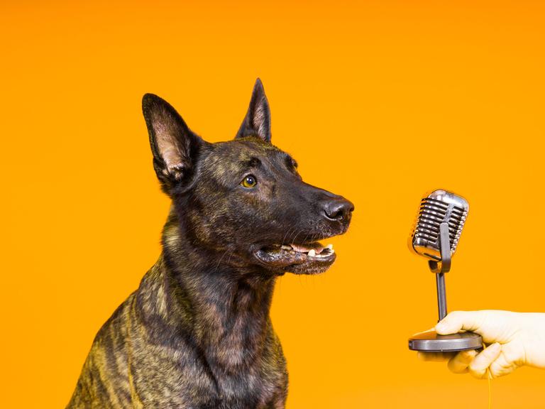 Ein Schwedischer Schäferhund vor einem Mikrofon.