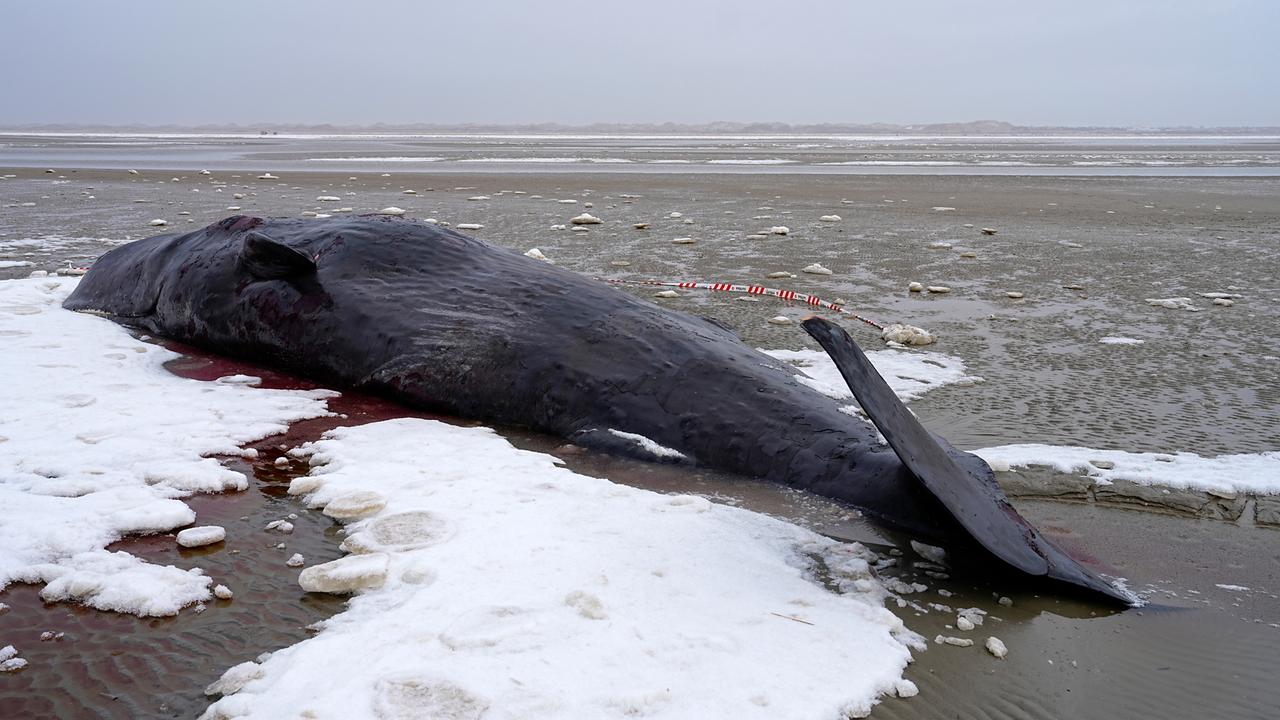 Ein Pottwal ist bei Sønderho auf der Insel Fanø gestrandet.