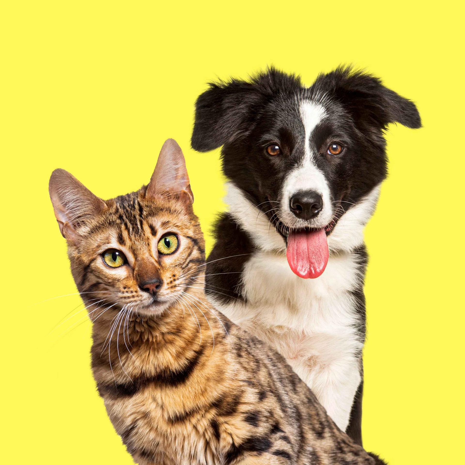 Kinderhörspiel und Geschichten - Von der Katze, die denkt, sie ist ein Hund