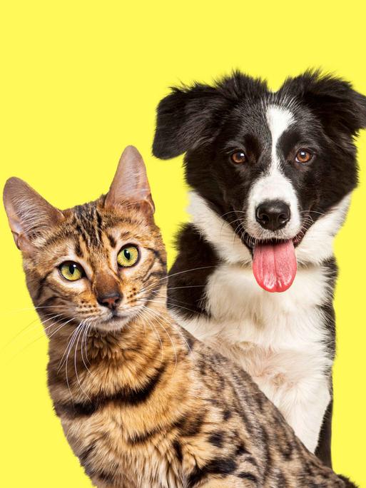 Border Collier Hund und Bengalkatze vor gelbem Hintergrund.