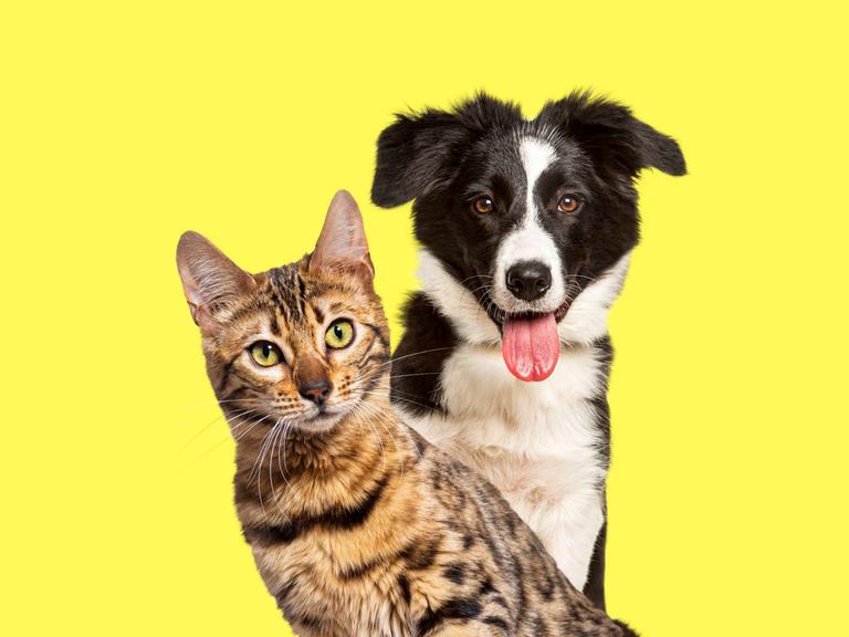 Border Collier Hund und Bengalkatze vor gelbem Hintergrund.