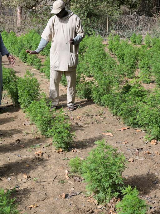 In einem Kräutergarten im Senegal wird die Heilpflanze Artemisia angebaut. 