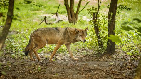 Ein europäischer Wolf im Wald