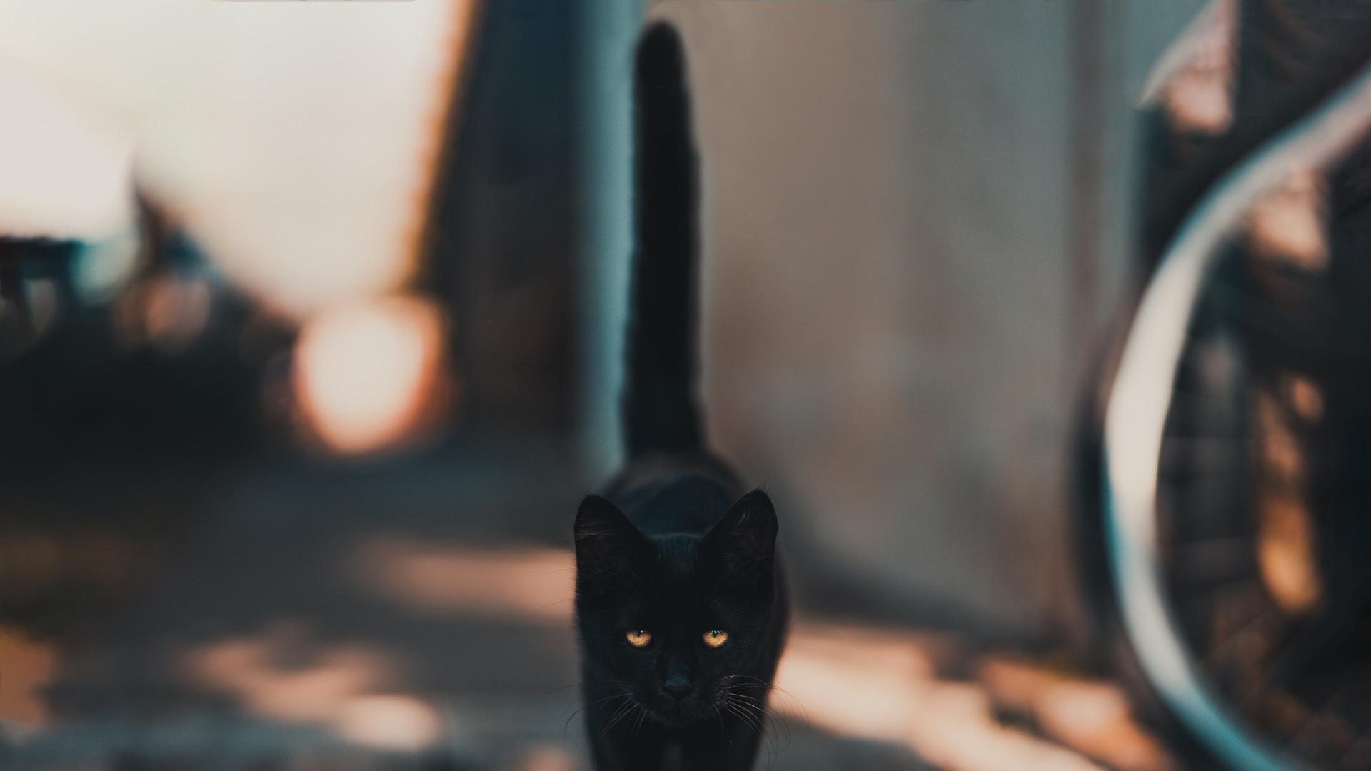 Eine schwarze Katze