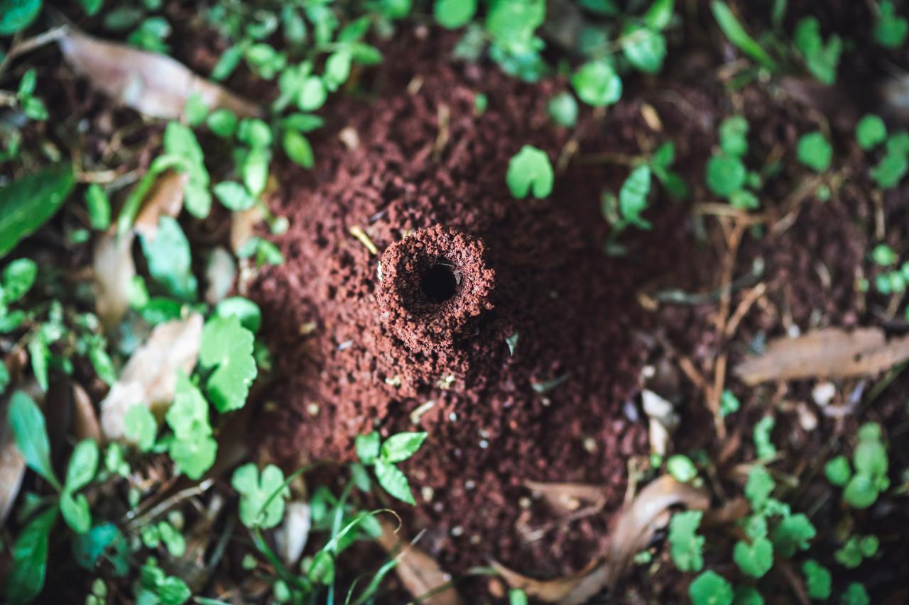 Ein kleiner rotbrauner Ameisenhügel mit trichterförmiger Öffnung aus der Vogelperspektive.