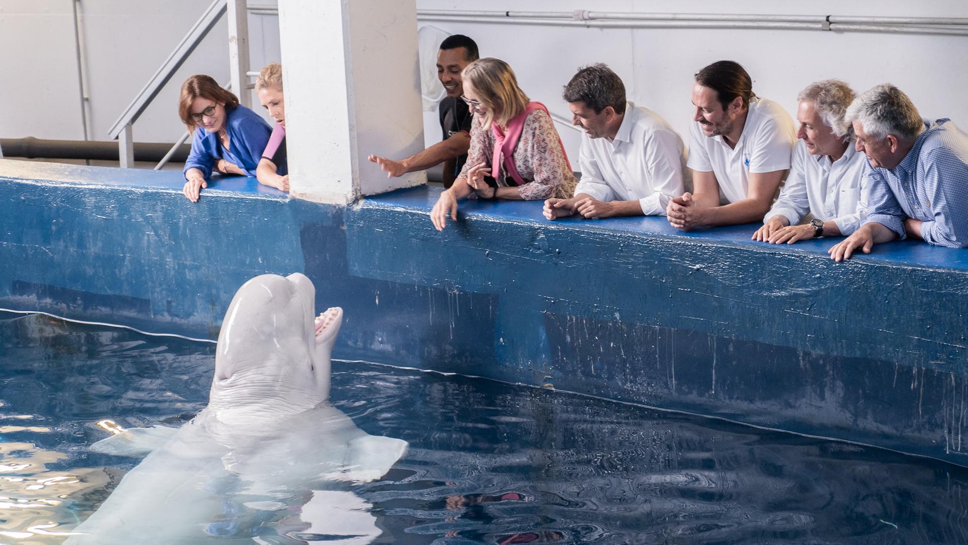Einer der beiden Beluga-Wale aus Charkiw in Valencia. Am Beckenrand stehen zahlreiche Menschen, darunter Regionalpräsident Carlos Mazon. Sie füttern das Tier, das sein Maul weit geöffnet hat. Einer der beiden Beluga-Wale aus Charkiw in Valencia. Am Beckenrand stehen zahlreiche Menschen, darunter Regionalpräsident Carlos Mazon. Sie füttern das Tier, das sein Maul weit geöffnet hat.
