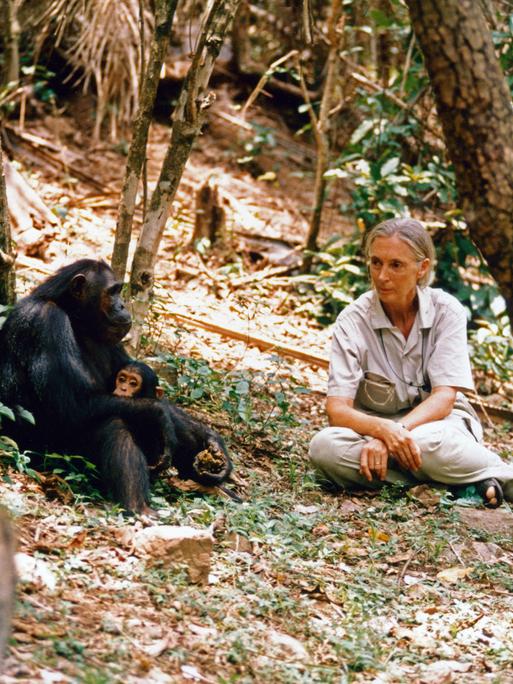 Die britische Verhaltensforscherin Jane Goodall bei ihren Schimpansen 2016.
