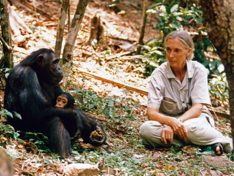 Die britische Verhaltensforscherin Jane Goodall bei ihren Schimpansen 2016.