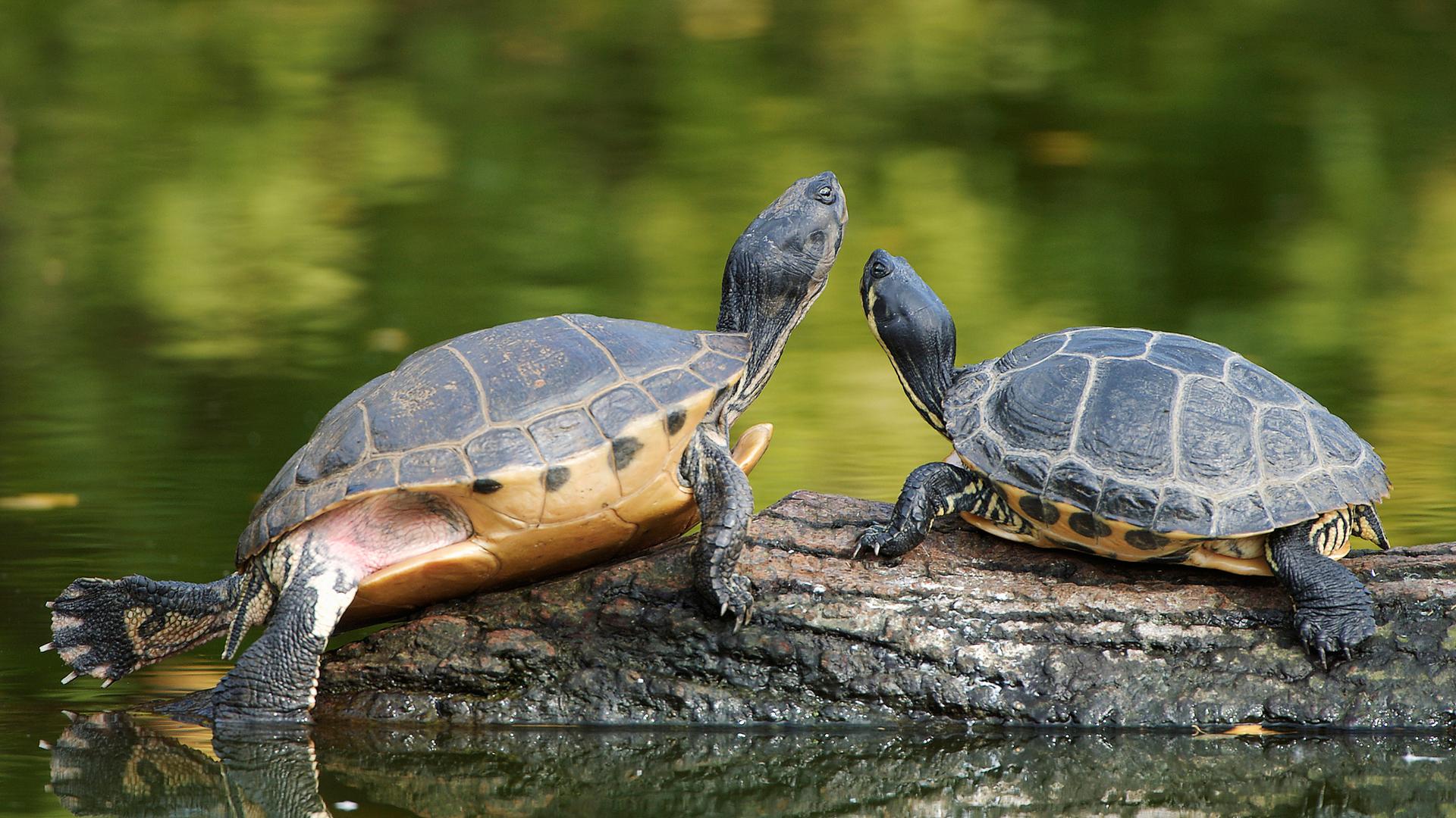 Ein Schildkröten-Paar liegt an einem See auf einem Baumstamm.