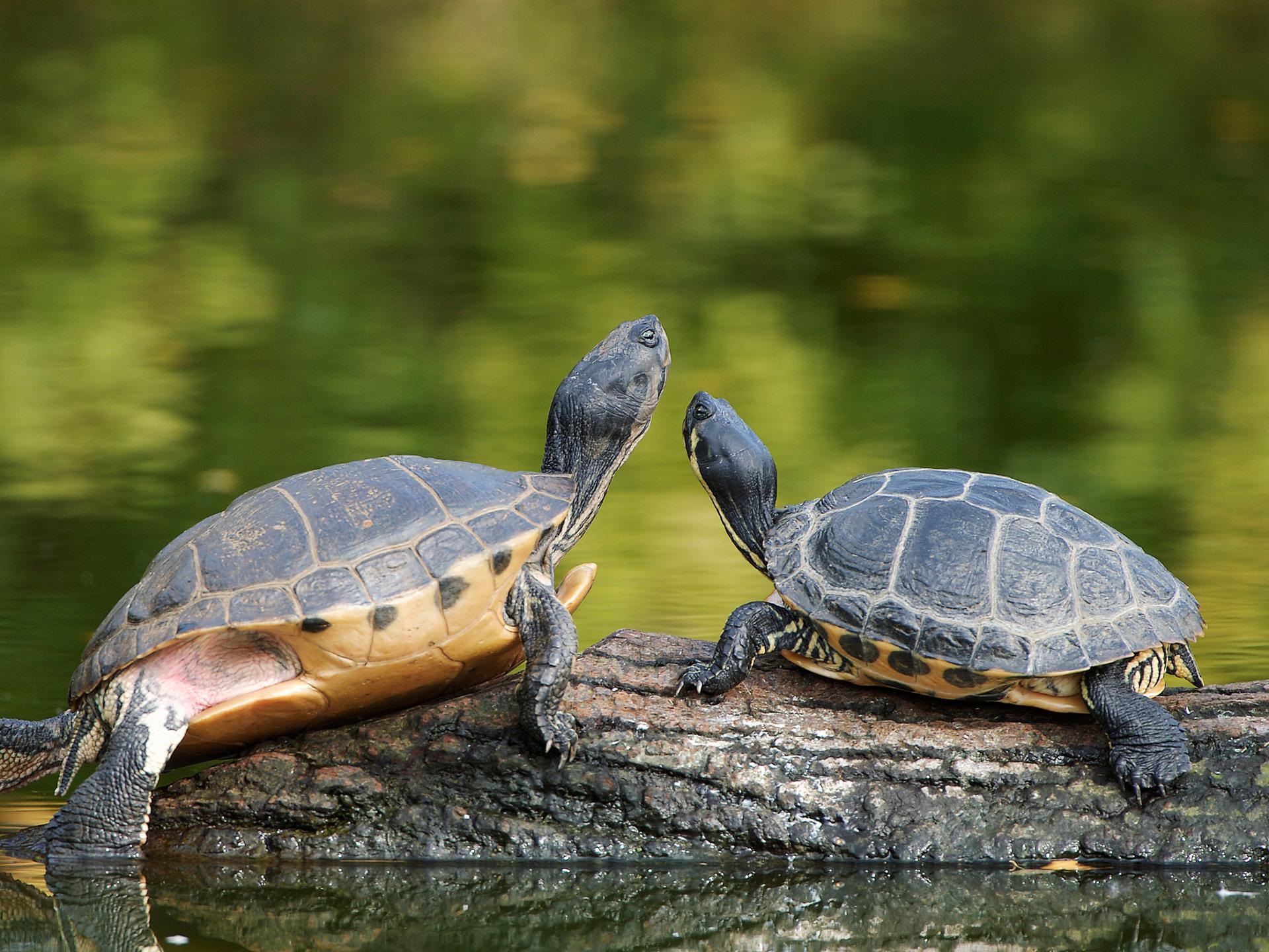 Ein Schildkröten-Paar liegt an einem See auf einem Baumstamm.