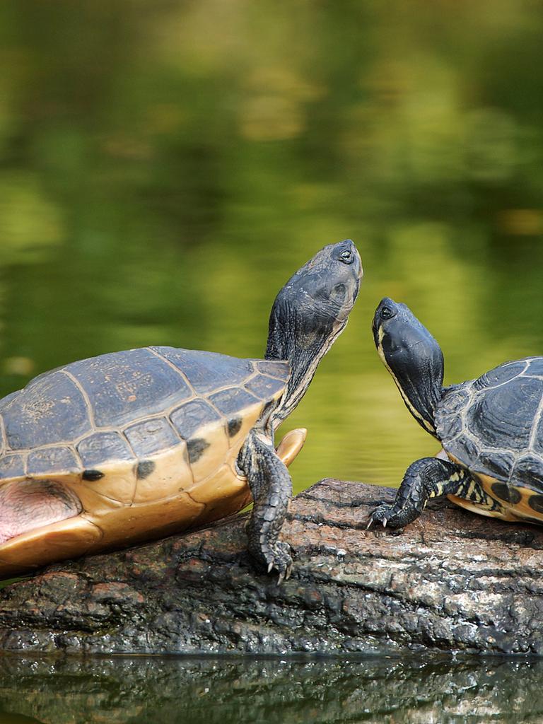 Ein Schildkröten-Paar liegt an einem See auf einem Baumstamm.