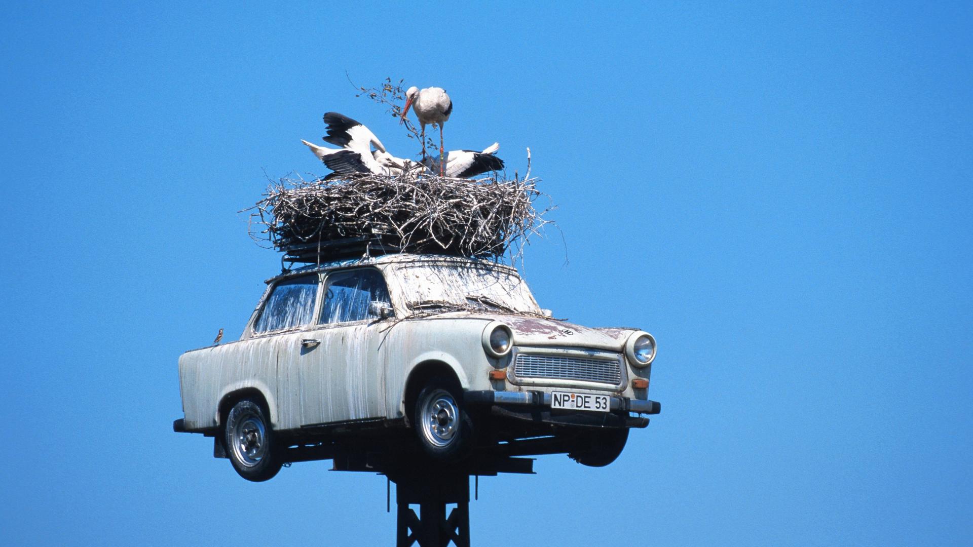 Ein Storch mit zwei Jungvögeln in ihrem Nest auf dem Dach eines Trabants, der auf einem Metallmast aufgebockt ist