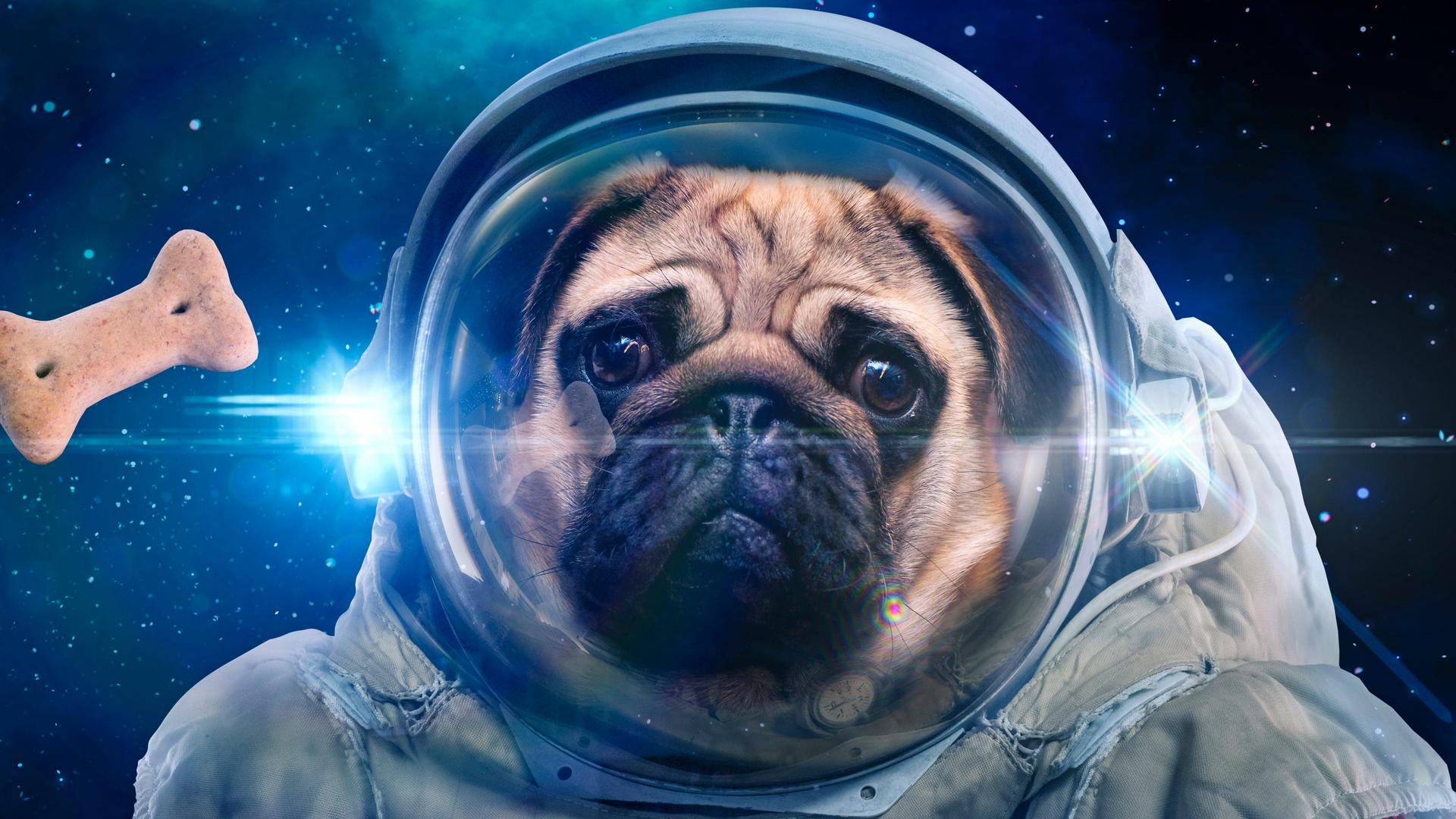 Ein Hund neben schwebendem Leckerlie in einem Raumanzug im Weltall