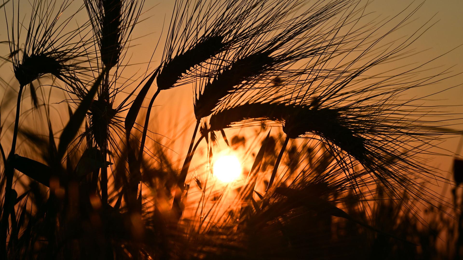Zu sehen sind Gerstenähren im sommerlichen Wetter. Zu sehen sind Gerstenähren im sommerlichen Wetter.