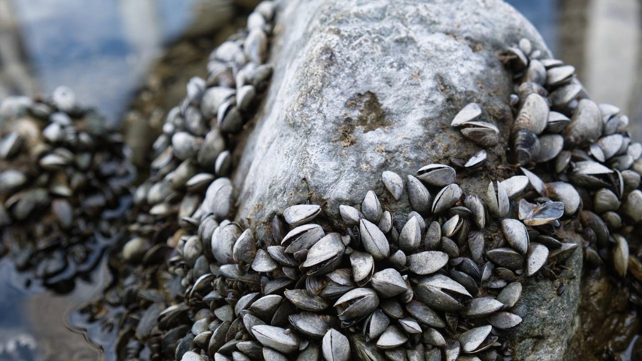 Viele Quagga-Muscheln sind bei Niedrigwasser eng nebeneinander auf einem Stein zu sehen.