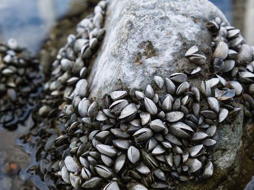 Quaggamuscheln auf einem Stein bei Niedrigwasser