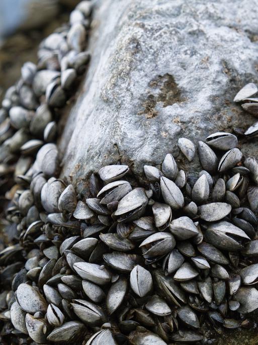 Quaggamuscheln auf einem Stein bei Niedrigwasser