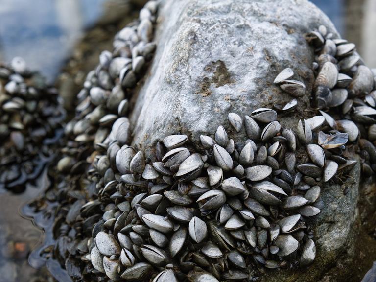 Quaggamuscheln auf einem Stein bei Niedrigwasser