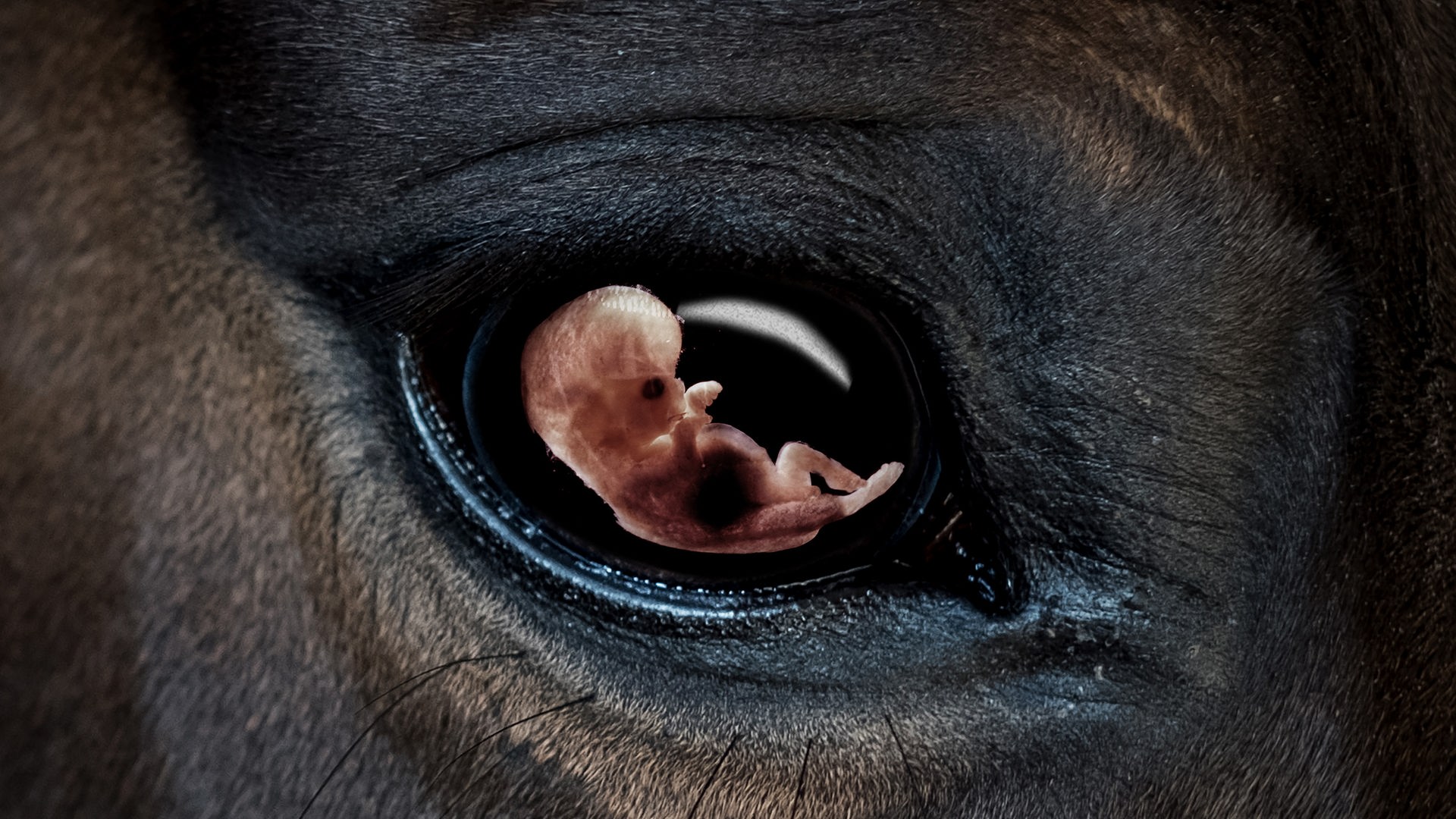 Bildbeschreibung: In der Nahaufnahme eines Pferdeauges spiegelt sich das Bild eines menschlichen Embryos. Bildbeschreibung: In der Nahaufnahme eines Pferdeauges spiegelt sich das Bild eines menschlichen Embryos.