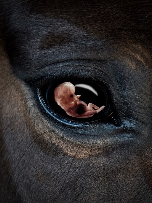 Bildbeschreibung: In der Nahaufnahme eines Pferdeauges spiegelt sich das Bild eines menschlichen Embryos. Bildbeschreibung: In der Nahaufnahme eines Pferdeauges spiegelt sich das Bild eines menschlichen Embryos.