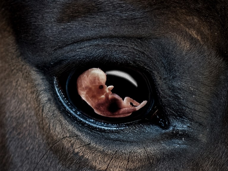 Bildbeschreibung: In der Nahaufnahme eines Pferdeauges spiegelt sich das Bild eines menschlichen Embryos. Bildbeschreibung: In der Nahaufnahme eines Pferdeauges spiegelt sich das Bild eines menschlichen Embryos.
