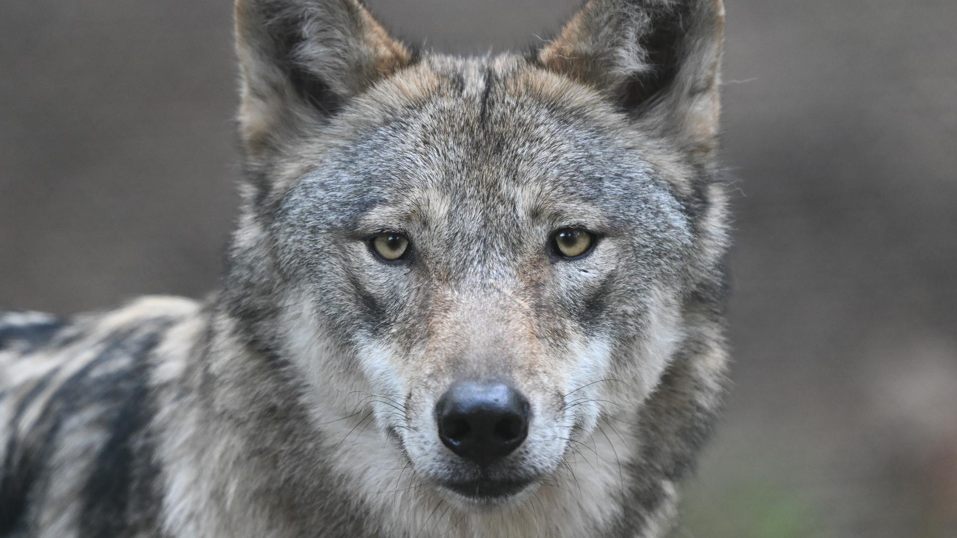 Nahaufnahme eines Europäischen Wolfs, der direkt in die Kamera schaut.