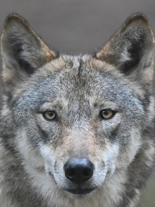 Nahaufnahme eines Europäischen Wolfs, der direkt in die Kamera schaut. Nahaufnahme eines Europäischen Wolfs, der direkt in die Kamera schaut.