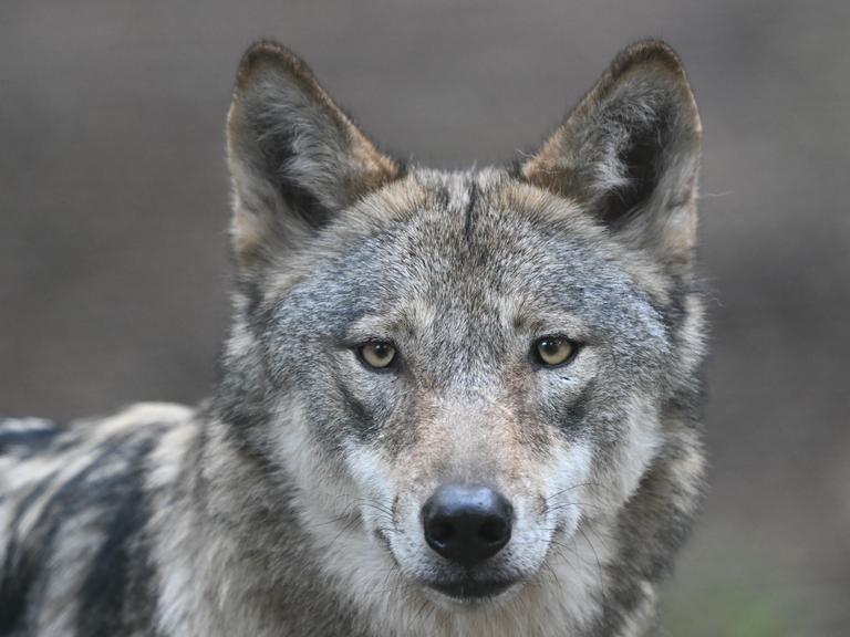 Nahaufnahme eines Europäischen Wolfs, der direkt in die Kamera schaut. Nahaufnahme eines Europäischen Wolfs, der direkt in die Kamera schaut.