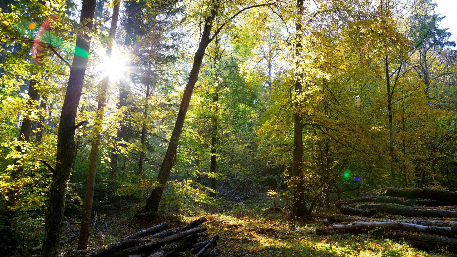 Sonne scheint durch Blätter in einem Wald nahe Würzburg. 